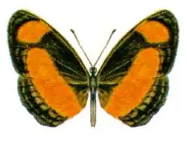 Pantoporia consimilis