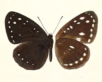 Pantoporia venilia
