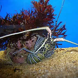 Panulirus versicolor