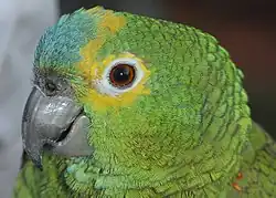 Mannetje blauwvoorhoofdamazone (Amazona aestiva)