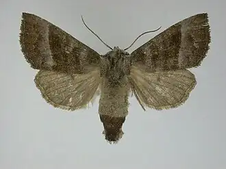 Papaipema eupatorii