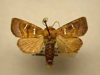 Papaipema stenocelis