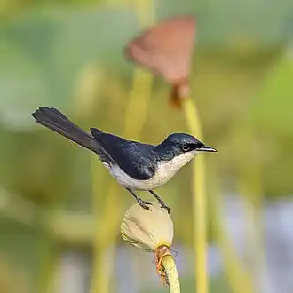 Kleine witkeelmonarch