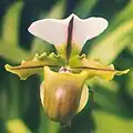 Paphiopedilum spicerianum