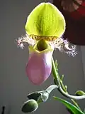 Paphiopedilum glaucophyllum