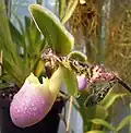 Paphiopedilum chamberlainianum