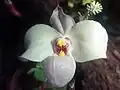Paphiopedilum delenatii