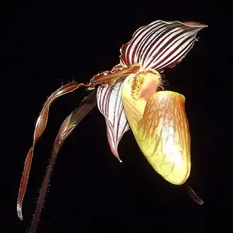 Paphiopedilum glanduliferum