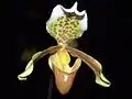 Paphiopedilum insigne