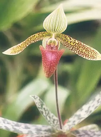 Paphiopedilum sukhakulii