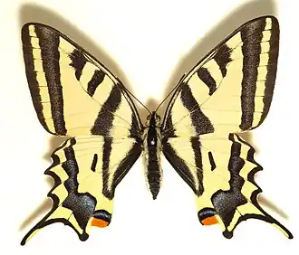Papilio alexanor Zuidelijke koninginnenpage