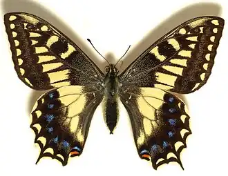 Papilio hospiton Corsicaanse koninginnenpage
