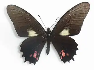 Papilio chiansiades