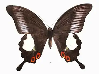 Papilio iswara