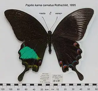 Papilio karna