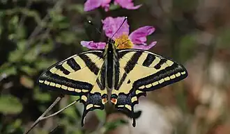 Zuidelijke koninginnenpage