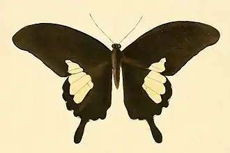 Papilio antonio