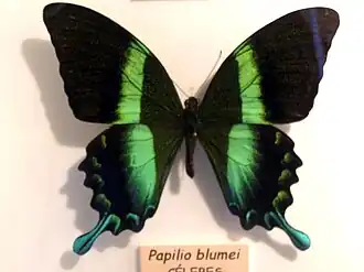 Papilio blumei
