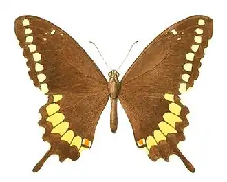 Papilio caiguanabus