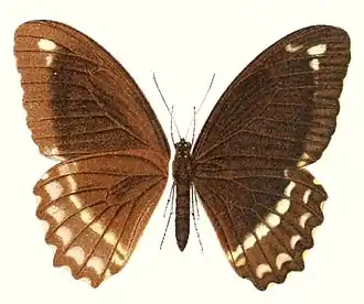 Papilio canopus