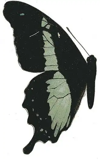 Papilio charopus