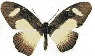 Papilio cynorta