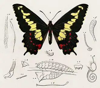 Euryades duponchelii