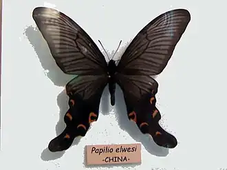 Papilio elwesi