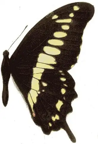 Papilio euphranor