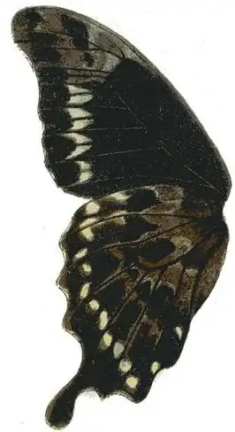 Papilio hornimani