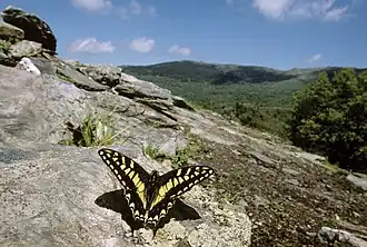 Corsicaanse koninginnenpage