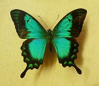 Papilio lorquinianus