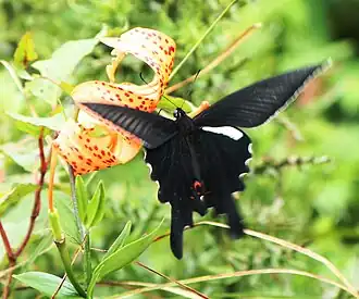 Papilio macilentus
