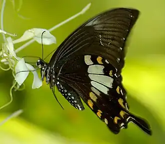 Papilio nephelus