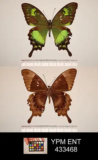Papilio neumoegeni