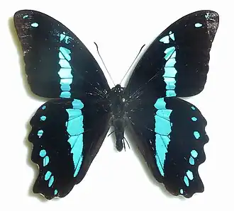 Papilio nireus