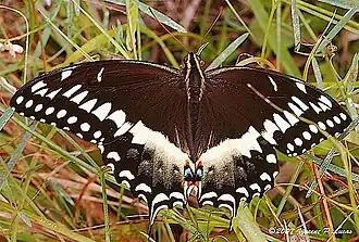 Papilio palamedes