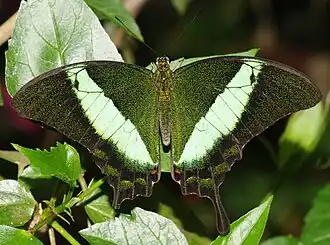 Papilio palinurus