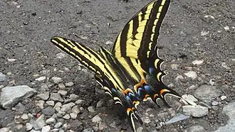 Papilio pilumnus