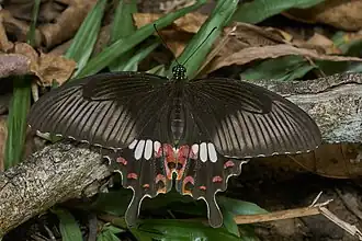 Papilio polytes