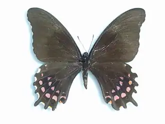 Papilio rogeri