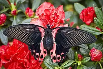Papilio rumanzovia