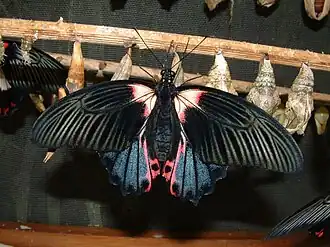 Papilio rumanzovia