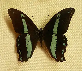 Papilio sosia