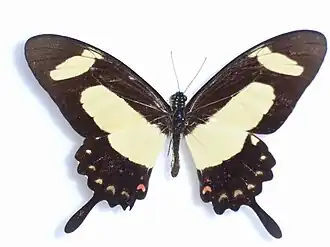 Papilio torquatus