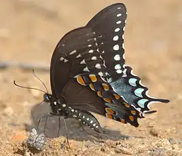 Papilio troilus