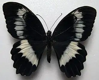 Papilio woodfordi