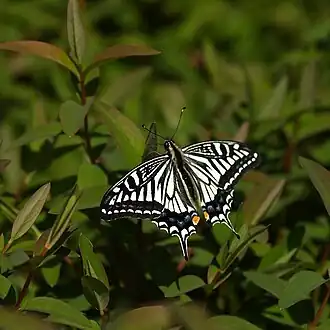 Papilio xuthus