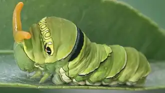 Caterpie