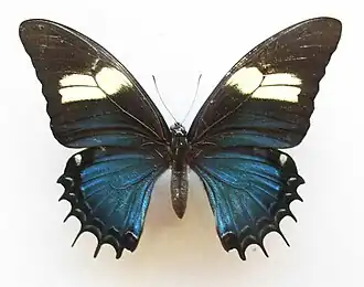 Papilio androgeus (vrouwtje)